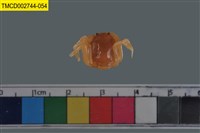 藏品(短指和尚蟹)的圖片